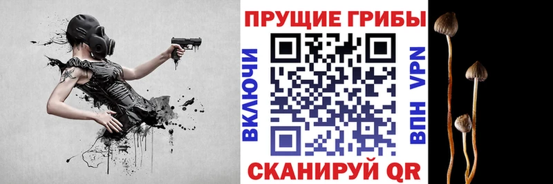 даркнет официальный сайт  купить наркотик  Шуя  Галлюциногенные грибы Psilocybe  МЕГА ссылки 